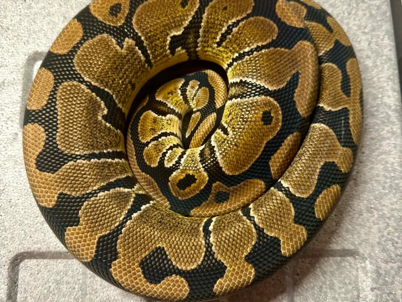 Billede 7 - Konge python