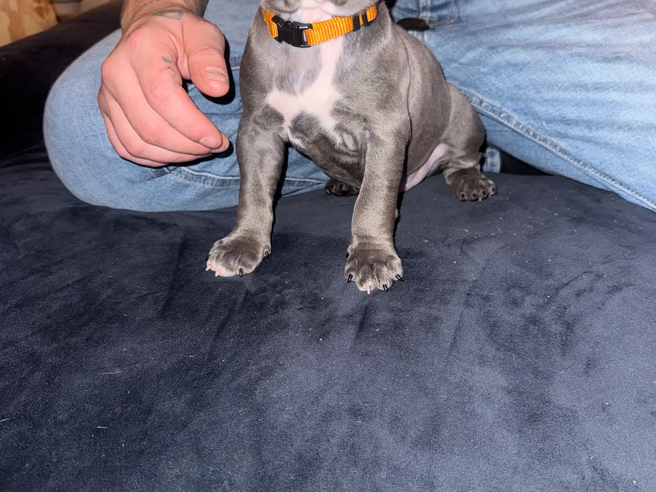 Billede 7 - American bully hvalpe🩵🩷