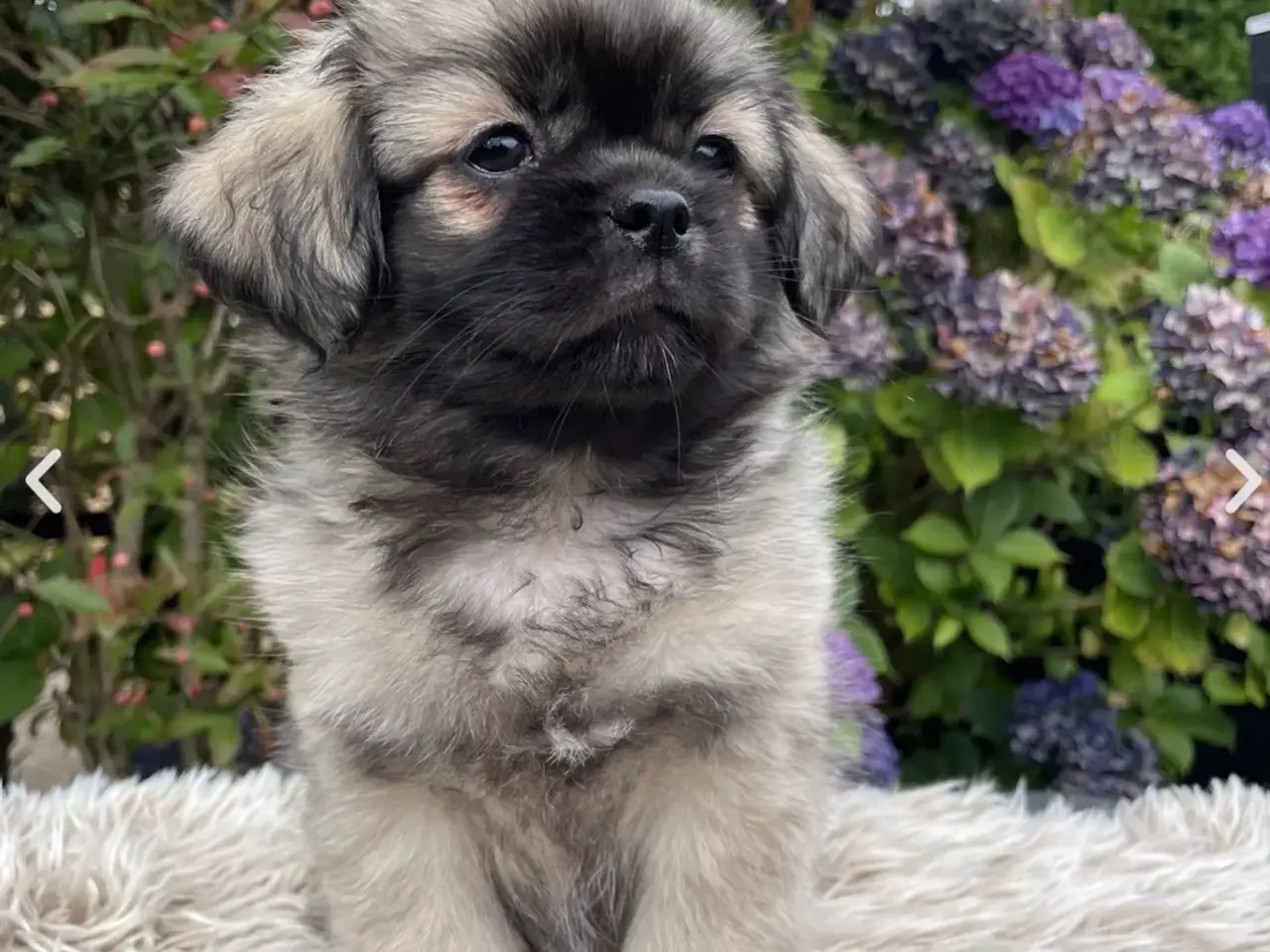 Billede 1 - AKIRA - Tibetansk spaniel hvalp 
