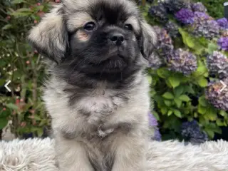 AKIRA - Tibetansk spaniel hvalp 