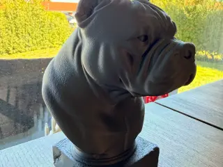 American bully buste 23cm