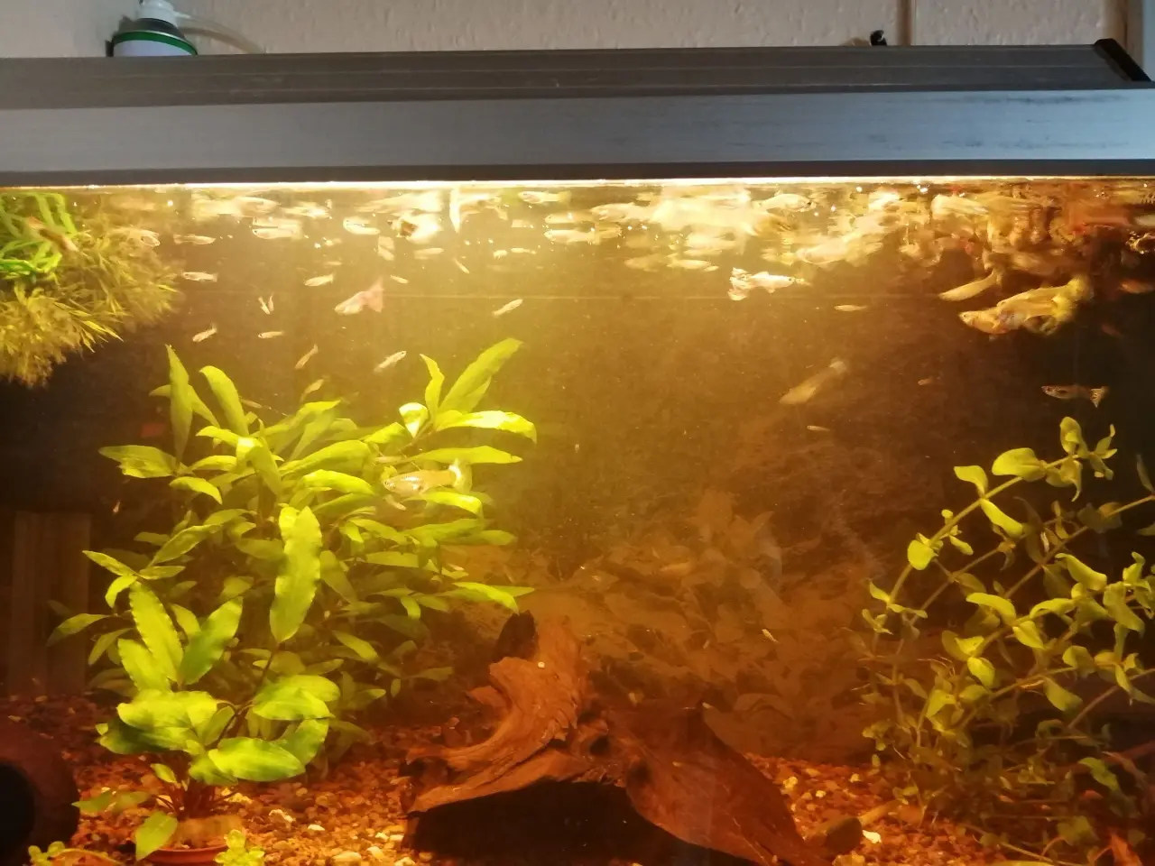 Billede 6 - Guppy 20 stk.