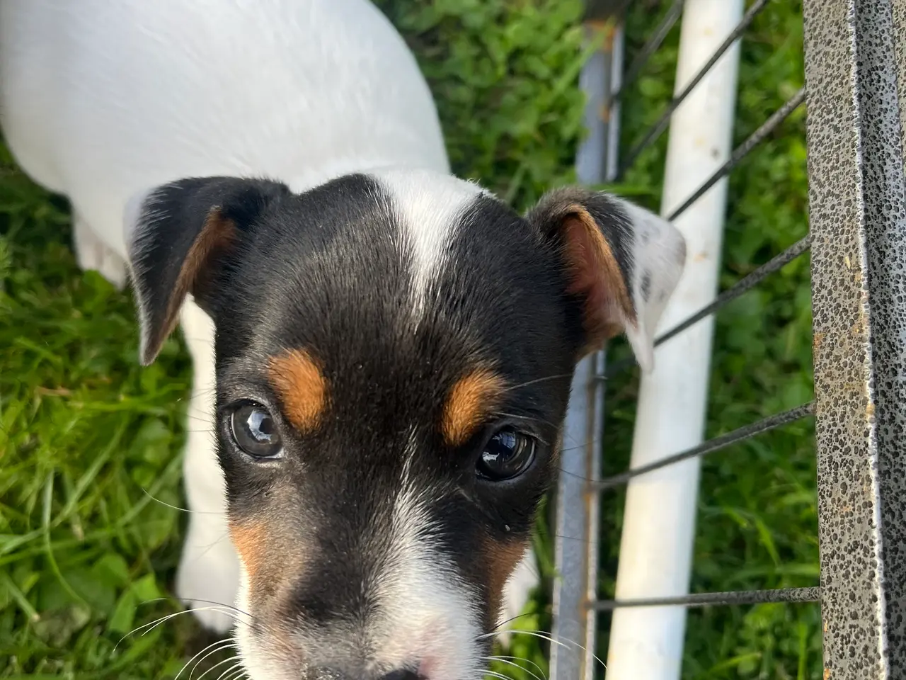Billede 1 - Jack Russel hvalpe med stamtavler, glathårede
