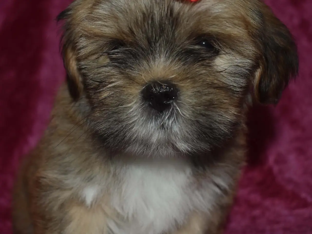 Billede 6 - Skønne Lhasa apso tæver med DKK stamtavle 