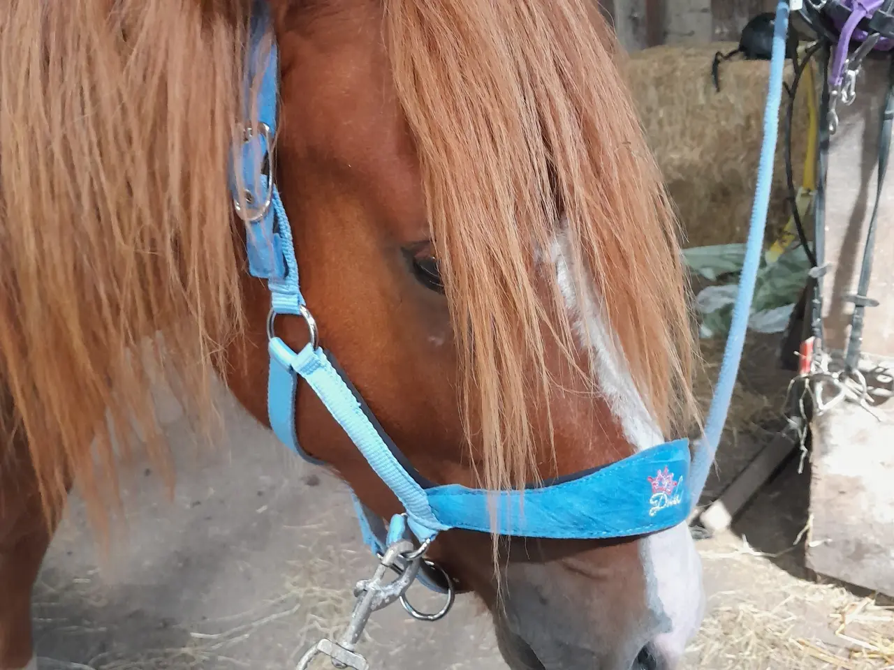 Billede 5 - Kat. 3 pony til både dressur, spring og kørelse