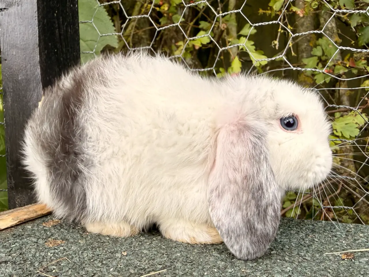 Billede 1 - Mini Lop dreng