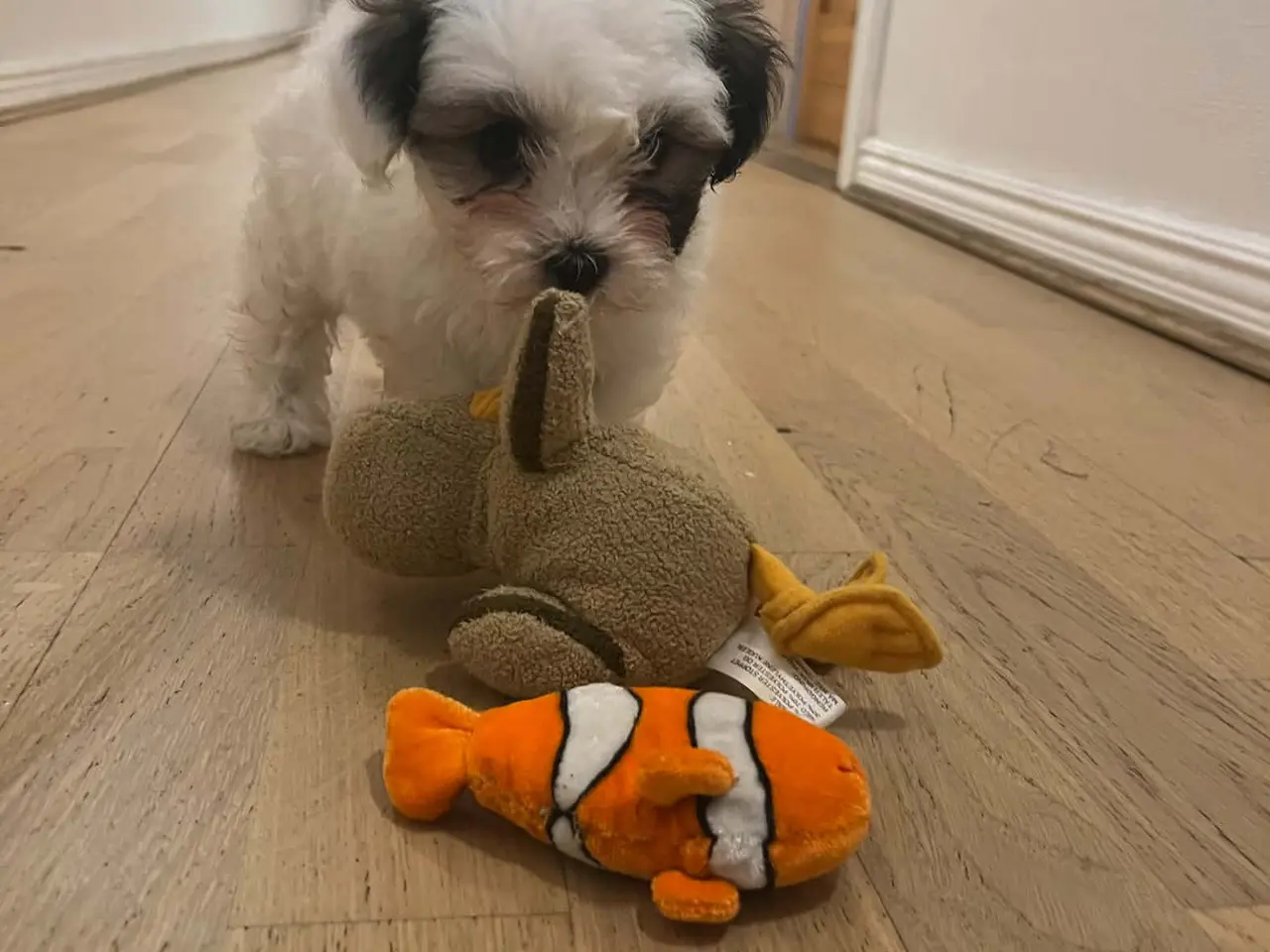 Billede 6 - Coton de tulear hvalpe