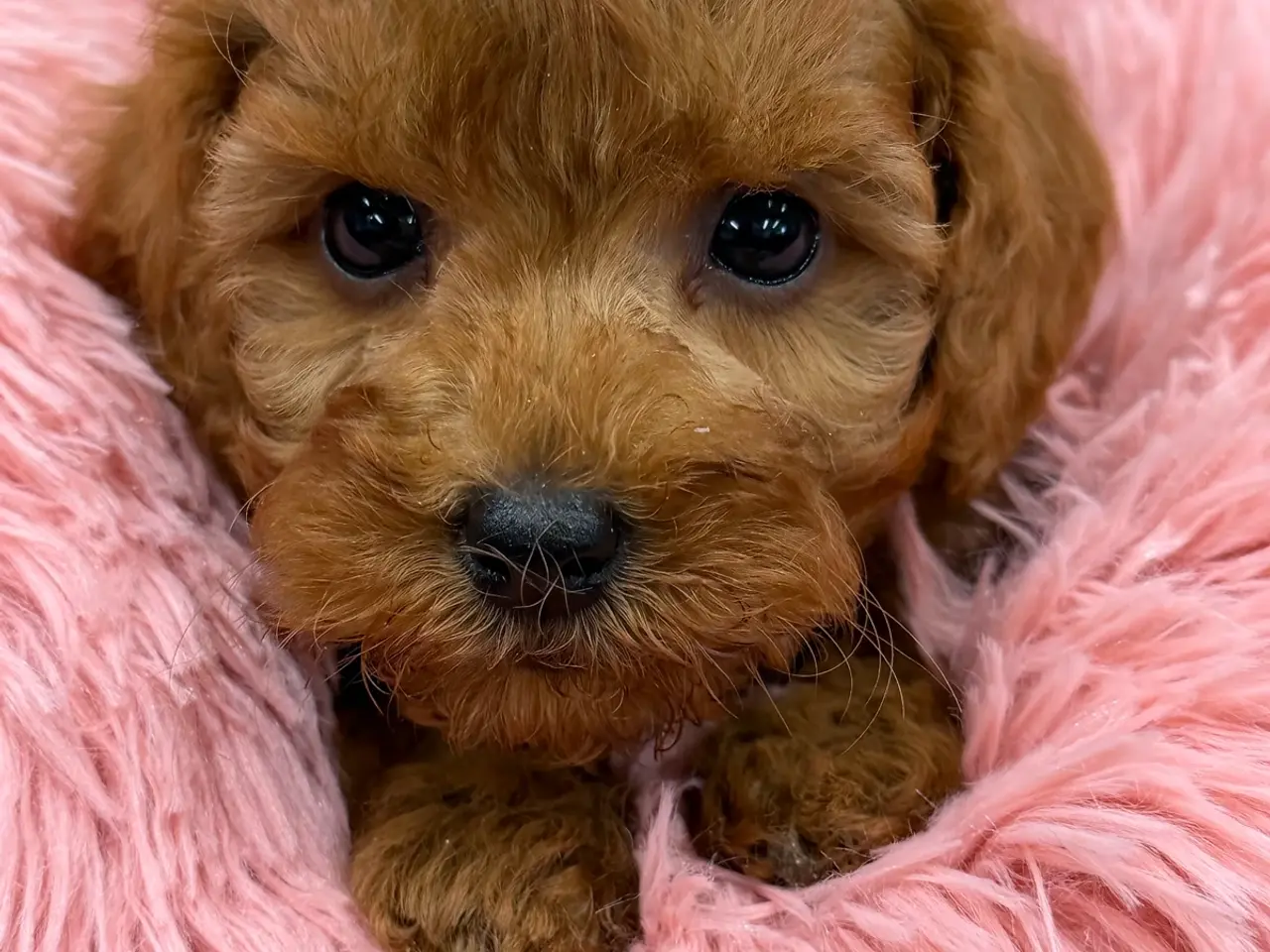 Billede 1 - Skønne mini Maltipoo hvalpe