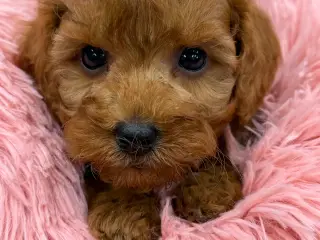 Skønne mini Maltipoo hvalpe