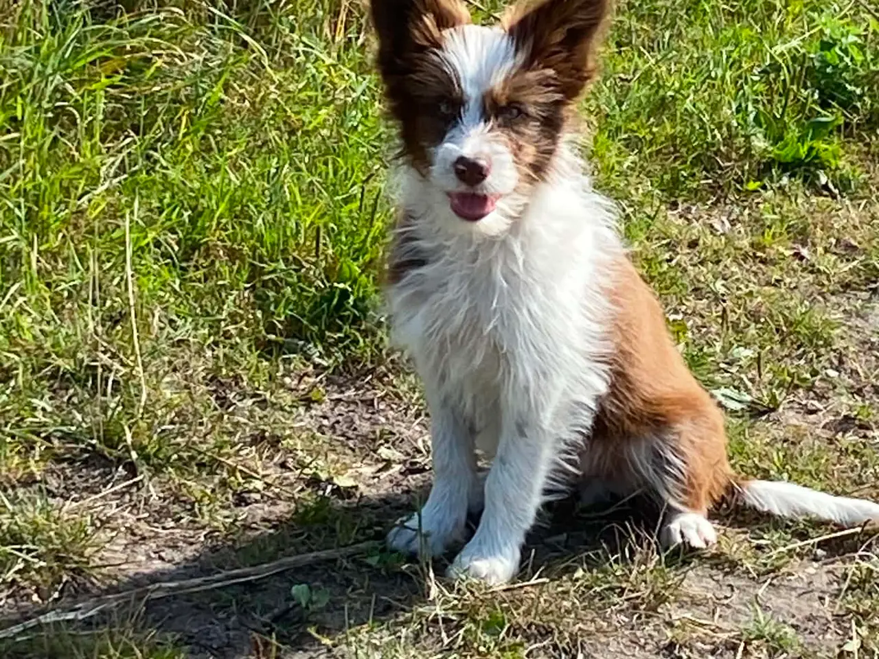 Billede 1 - Dejlig familiehund 