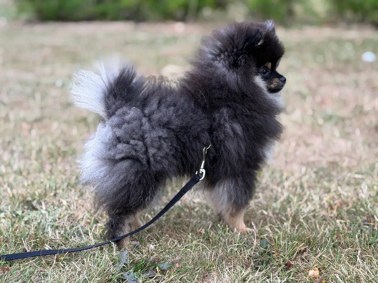 Billede 1 - Skønneste lille Pomeranian han