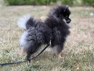Skønneste lille Pomeranian han