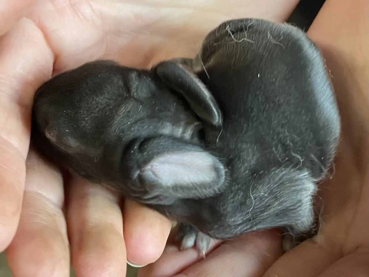 Billede 3 - FraNSK VÆDDER HAN CHINCHILLA