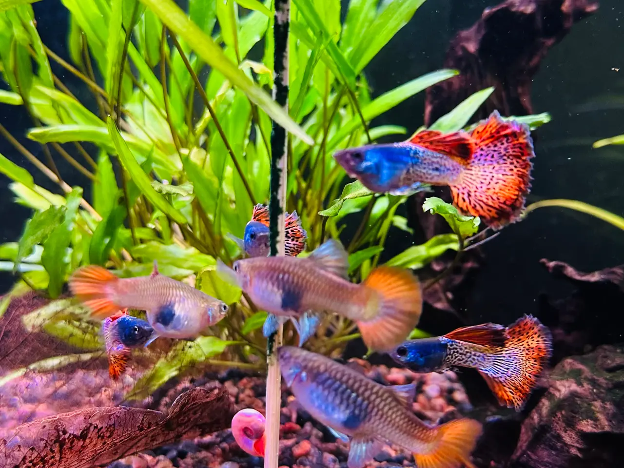 Billede 5 - Renstammede guppyer mange forskellige stammer