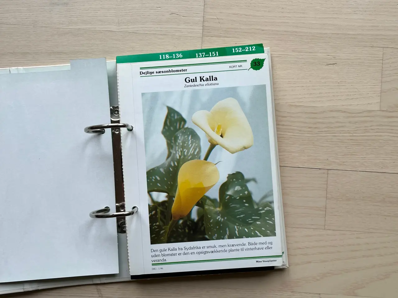 Billede 3 - Mine stueplanter