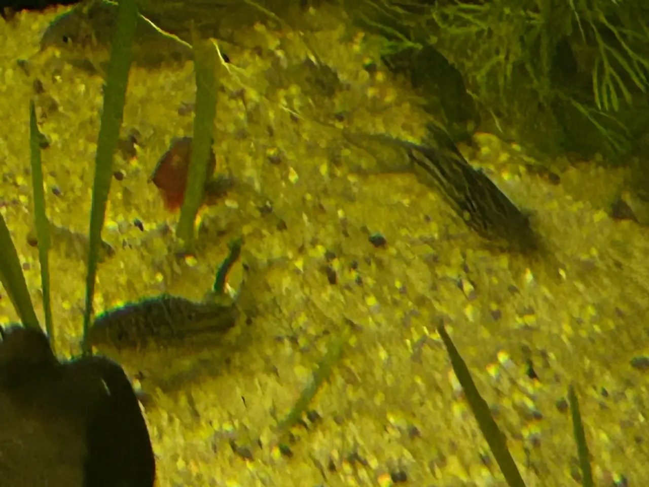 Billede 5 - 🐠✨ Nannus pansermaller – Fredelige bundfisk