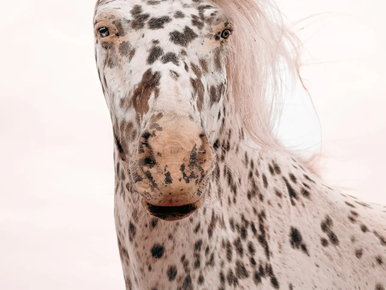 Billede 2 - Max kat 3 spring pony og fløjhoppe