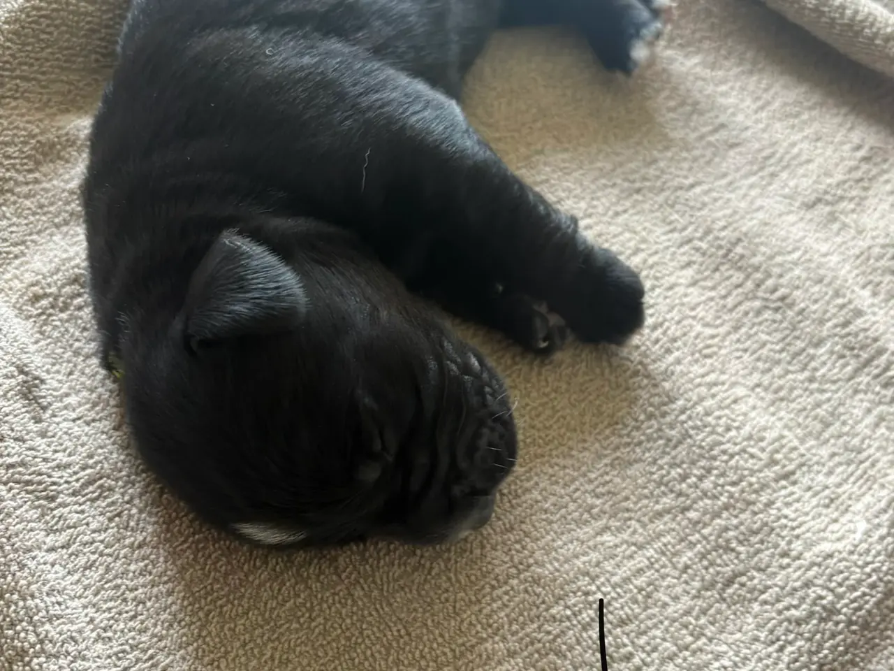 Billede 3 - Labrador/berner sennen blanding