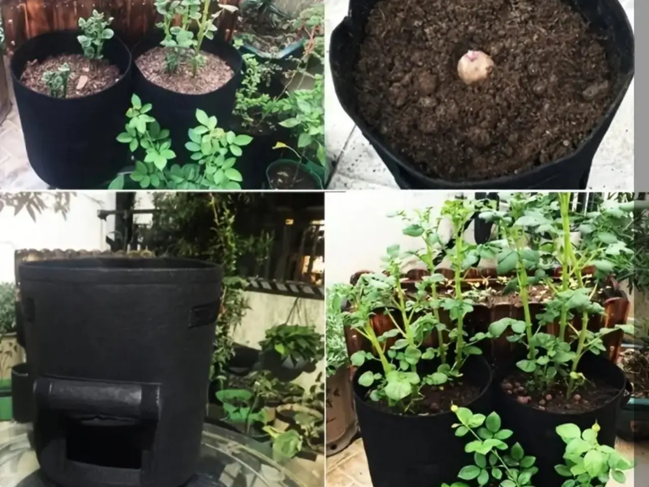 Billede 3 - Plantepose / plantekasse 10 gallon (kartofler/grøntsager)