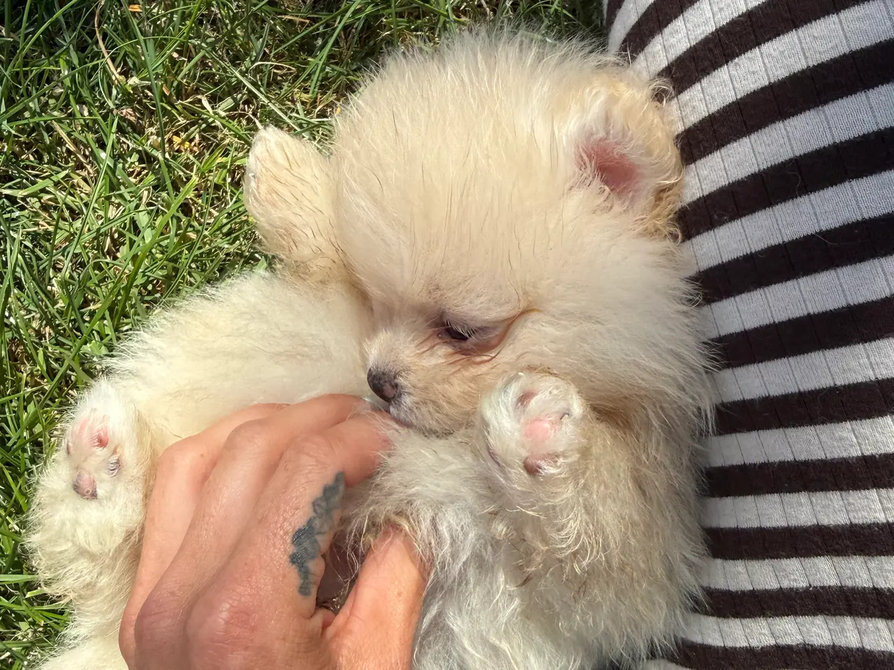 Billede 10 - Pomeranian hvalpe