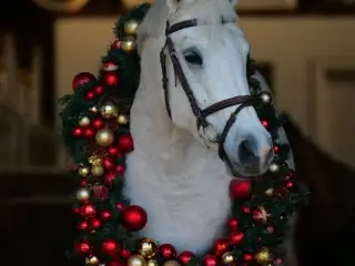 Kat. 1 pony hoppe