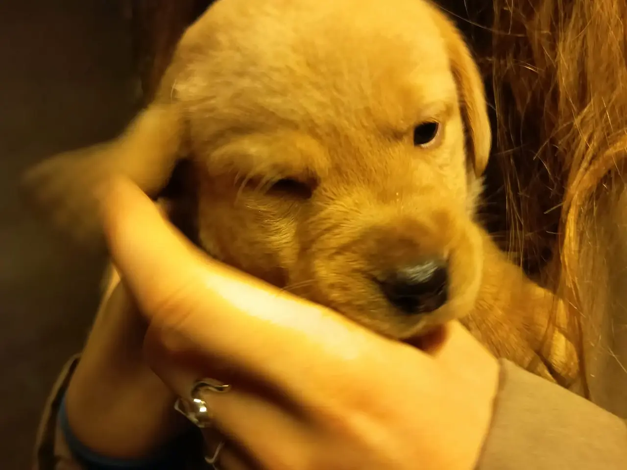 Billede 1 - Labrador hvalpe, sorte og gule.