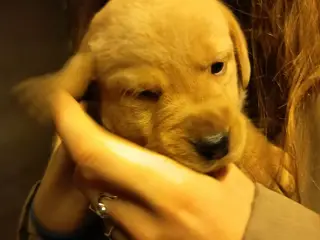 Labrador hvalpe, sorte og gule.