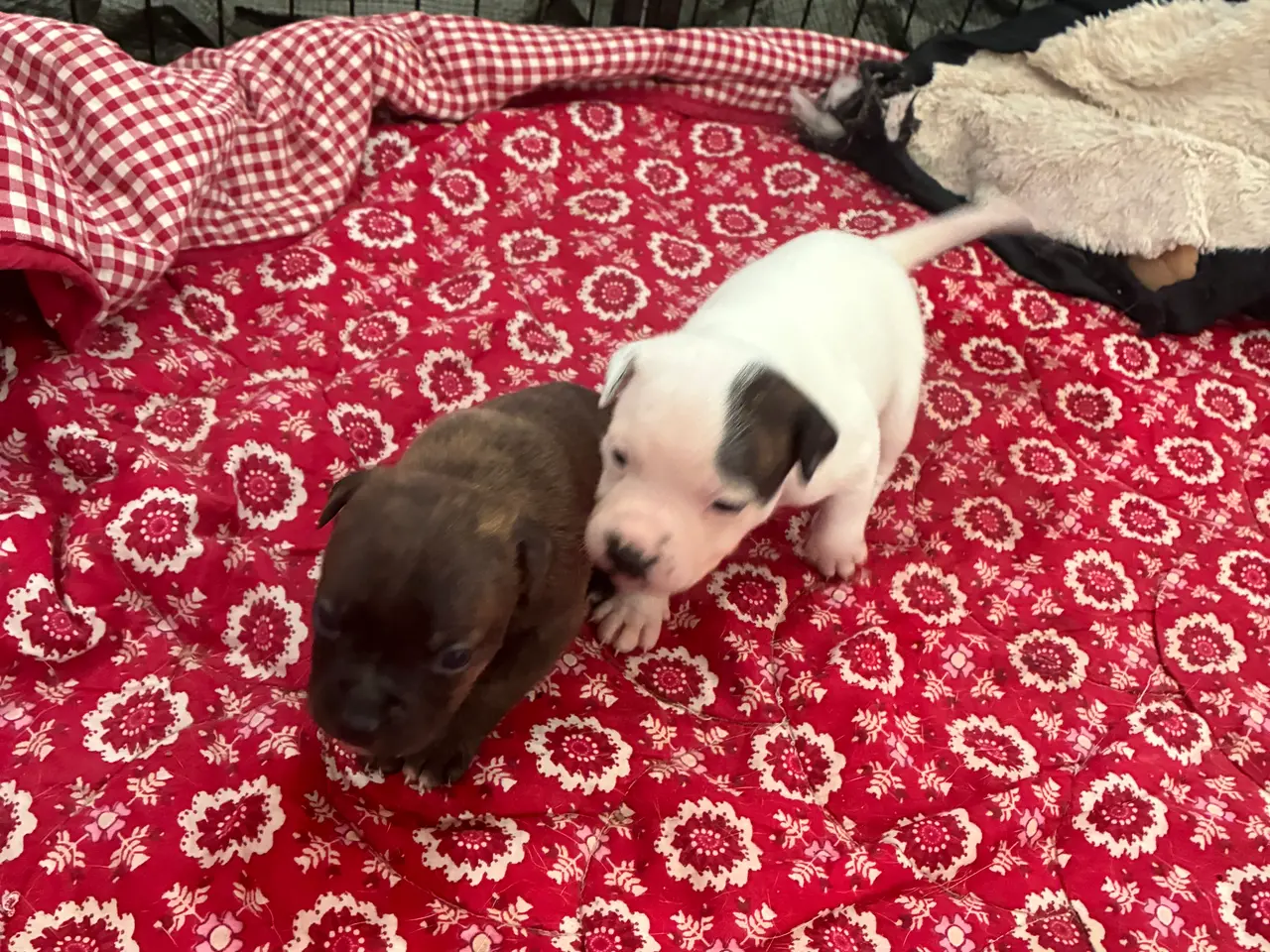 Billede 3 - Engelsk staffoird terrier hvalpe