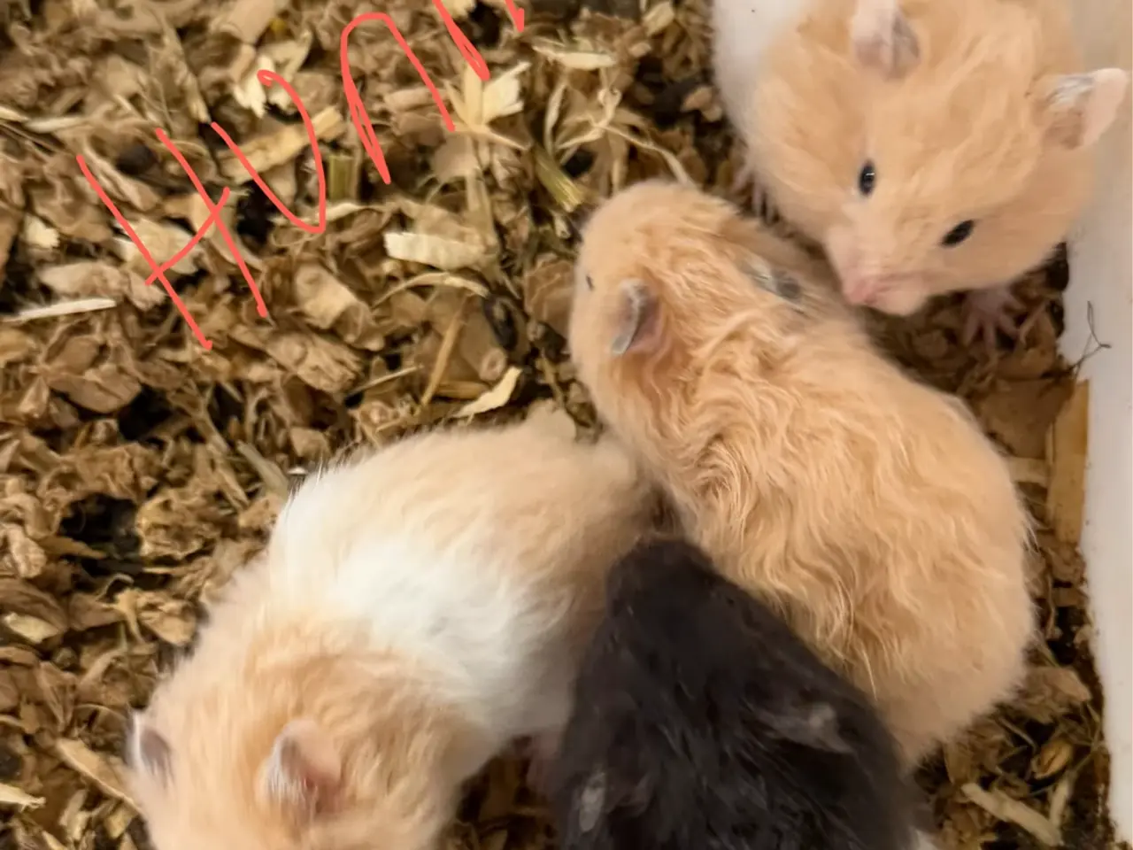Billede 1 - Guld Hamster håndteres dagligt