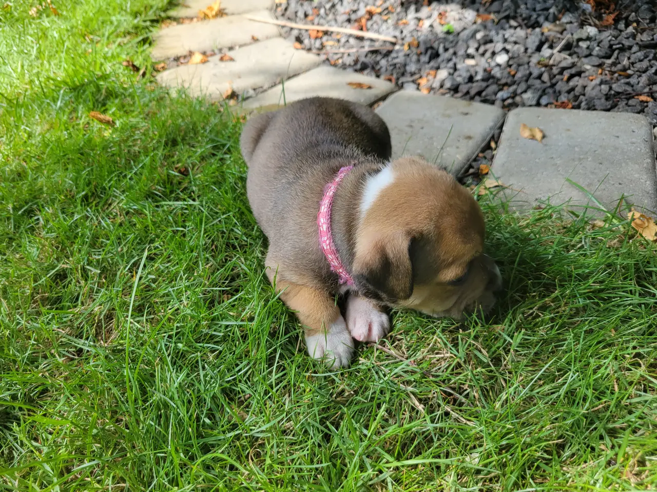 Billede 7 - Staffordshire Bull Terrier hvalpe