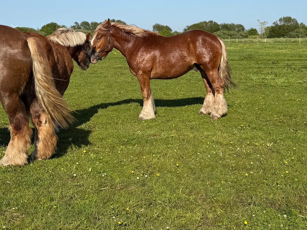 Billede 3 - 2 års jyde hingst 