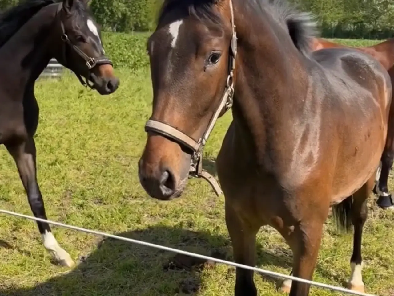 Billede 1 - Spændende 3-års hoppe med interessant afstamning 