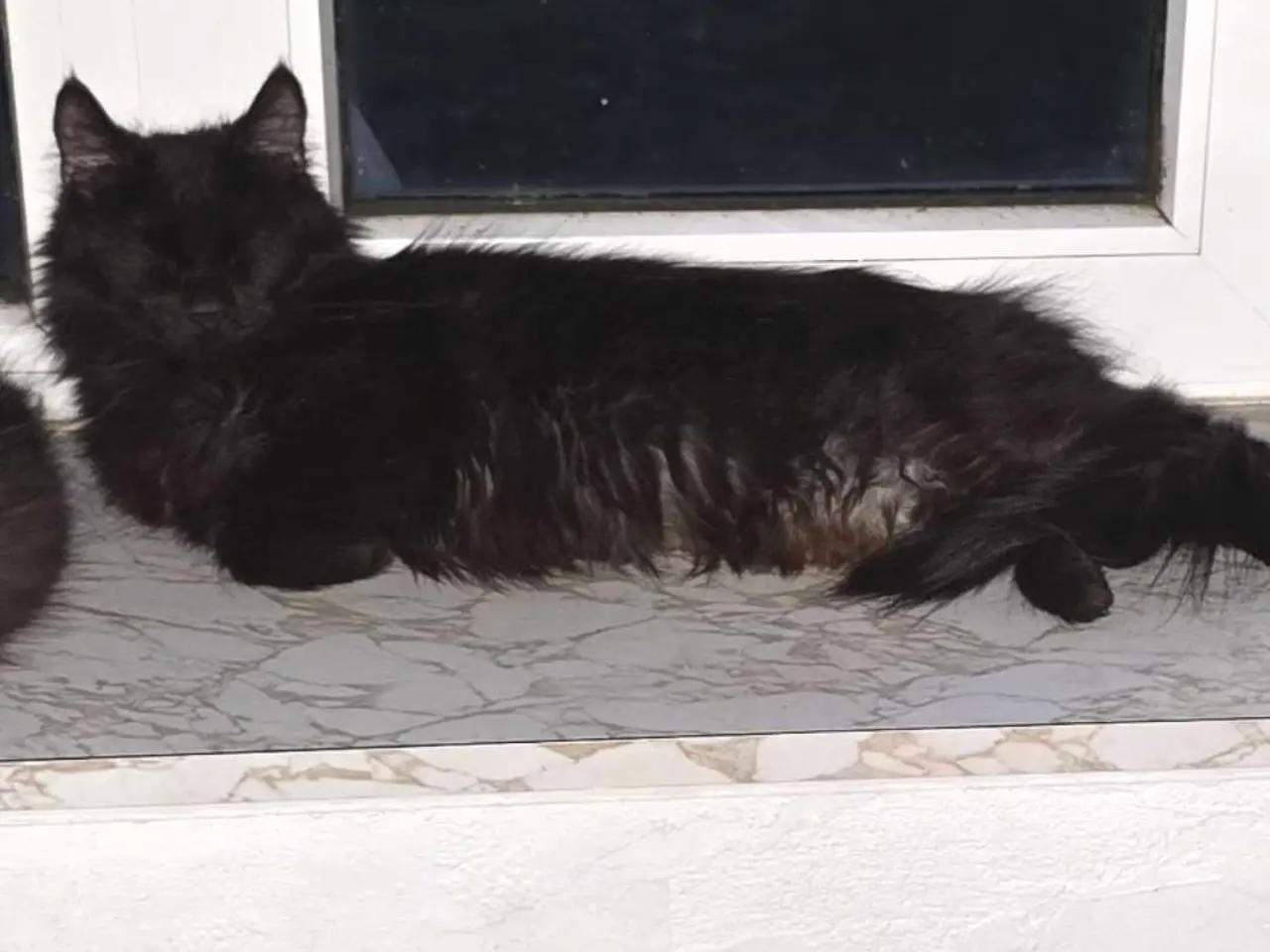Billede 4 - Maine coon han og hun kat 