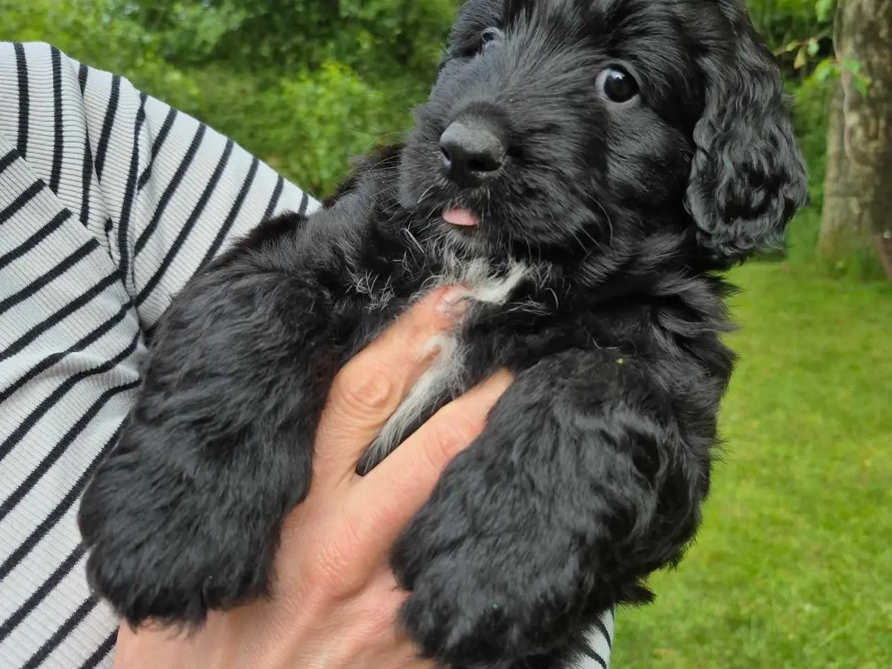 Billede 2 - Bernerdoodle til salg