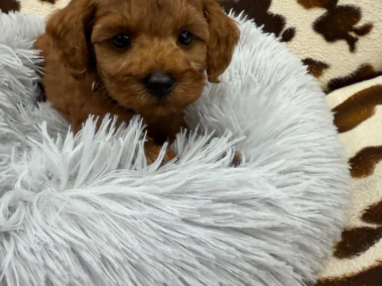 Billede 4 - Skønne mini Maltipoo hvalpe