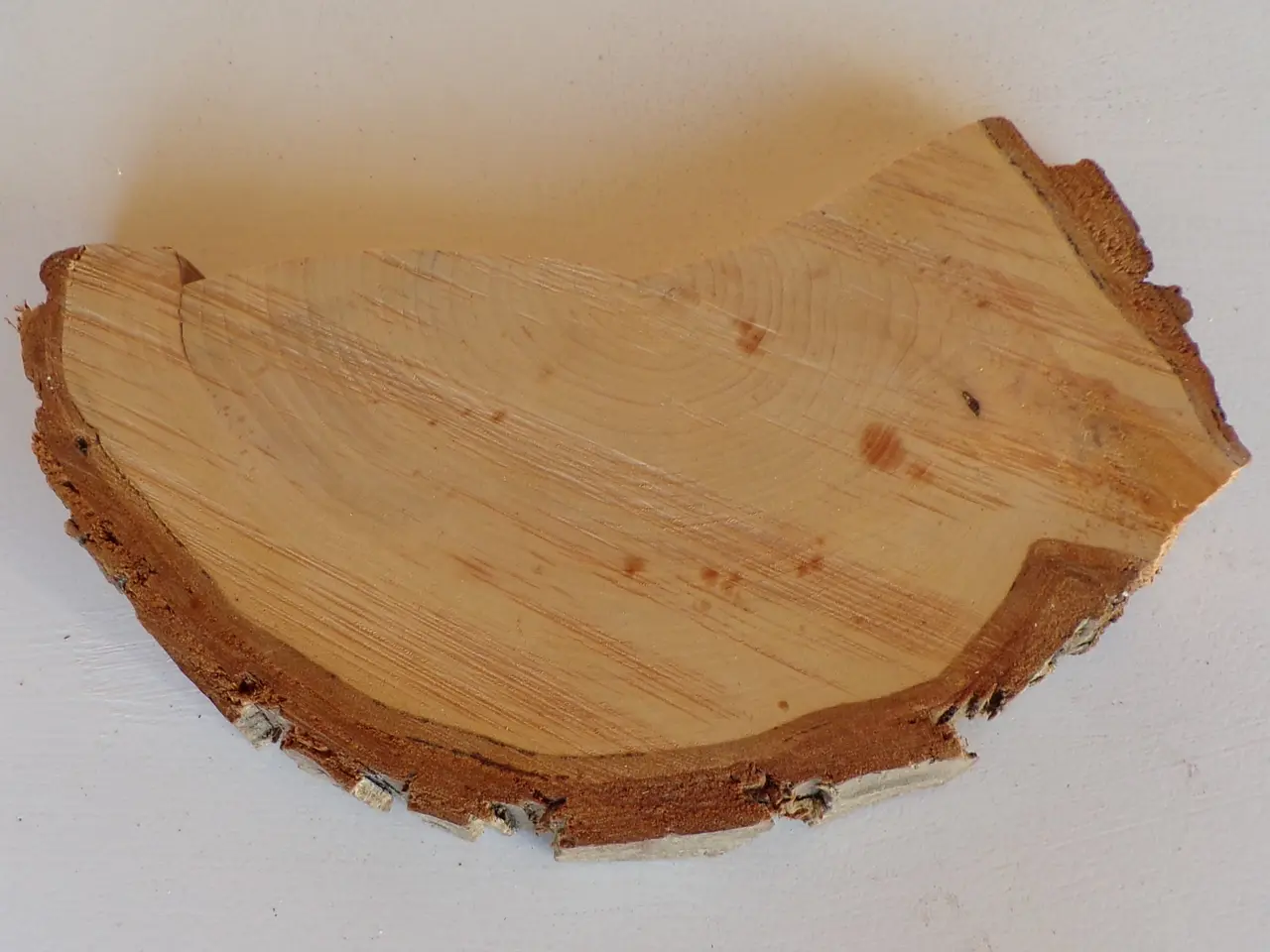 Billede 2 - NY Thuja Træskive 27 cm til kreative projekter