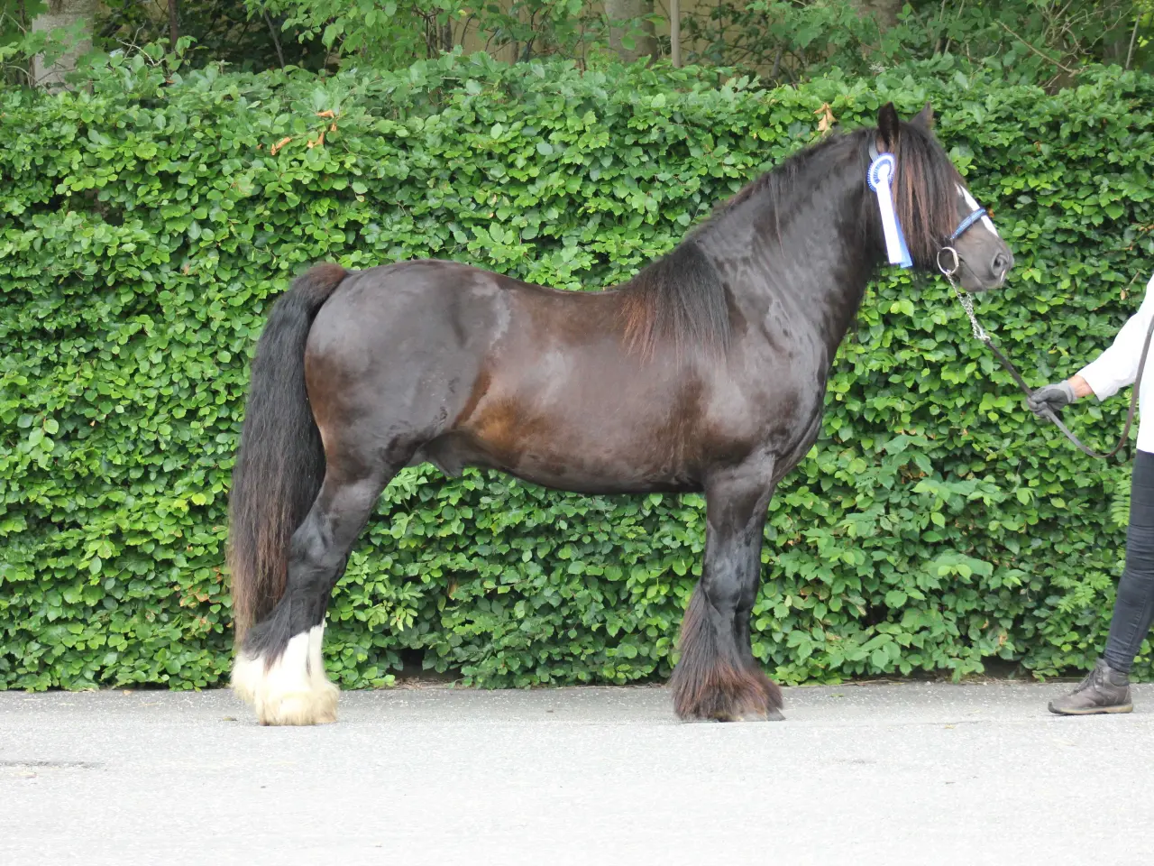 Billede 4 - Tinker/Irish cob vallak