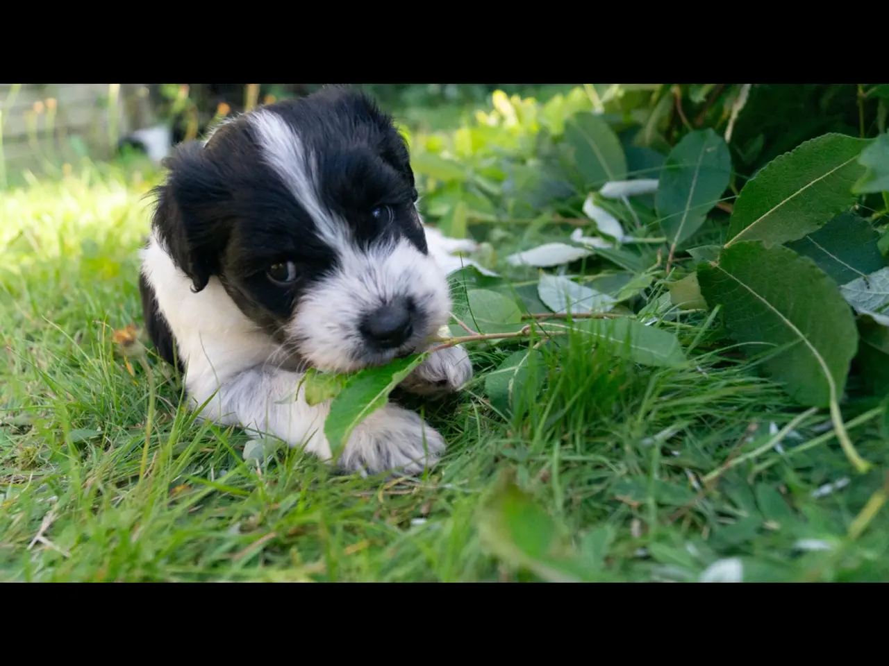 Billede 10 - Samojede/schapendoes hvalpe🐾