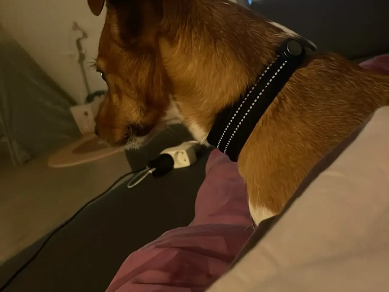 Billede 2 - Skøn hund søger nyt hjem