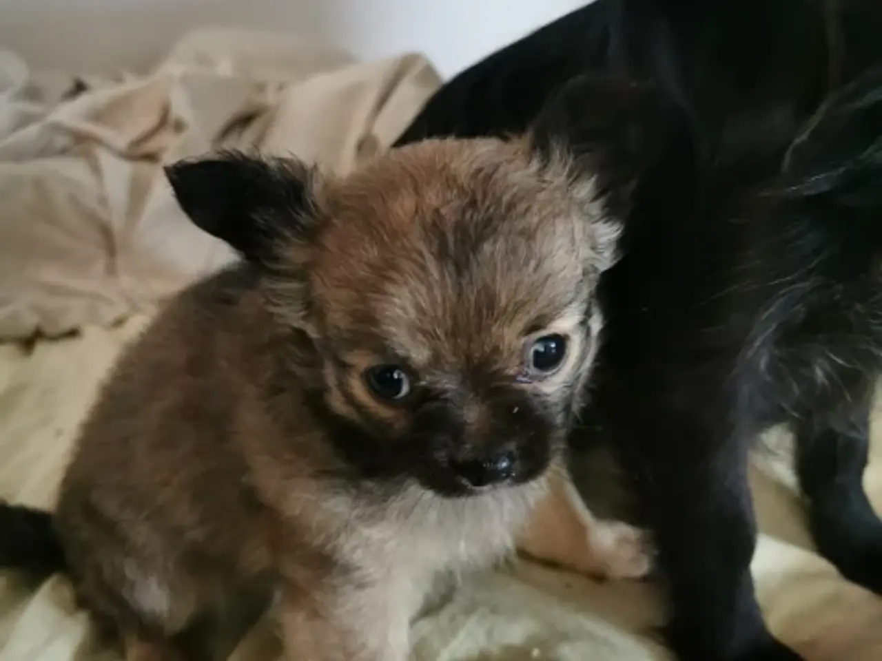 Billede 2 - Langhåret Chihuahua hvalpe tæve