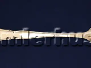 Ambrusius Sauceske, 18 cm.