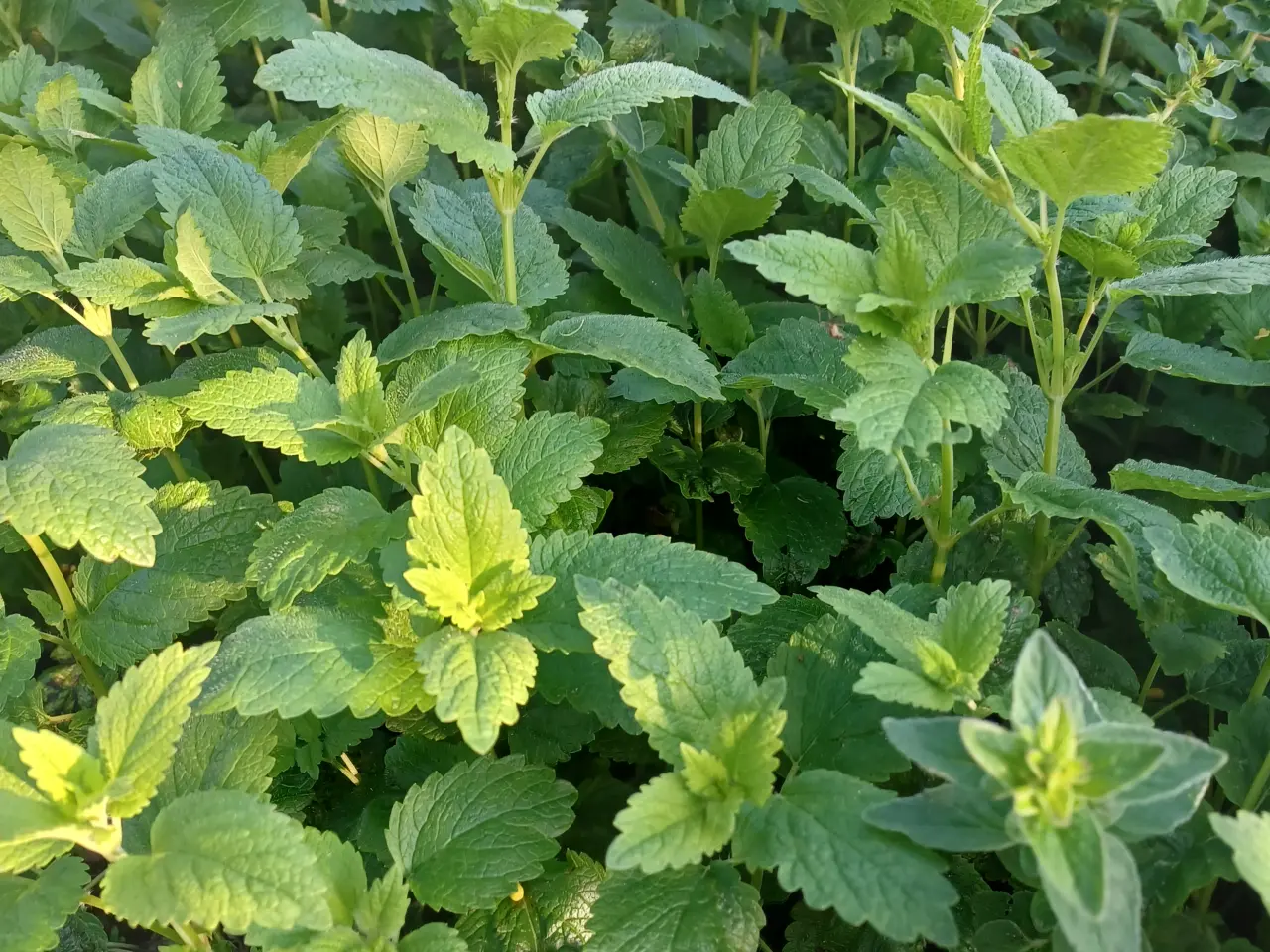 Billede 2 - Krydderurter Oregano, Citronmelisse mfl.