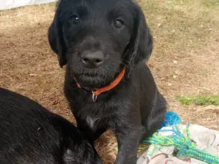 Labragoldendoodle klar 1. september