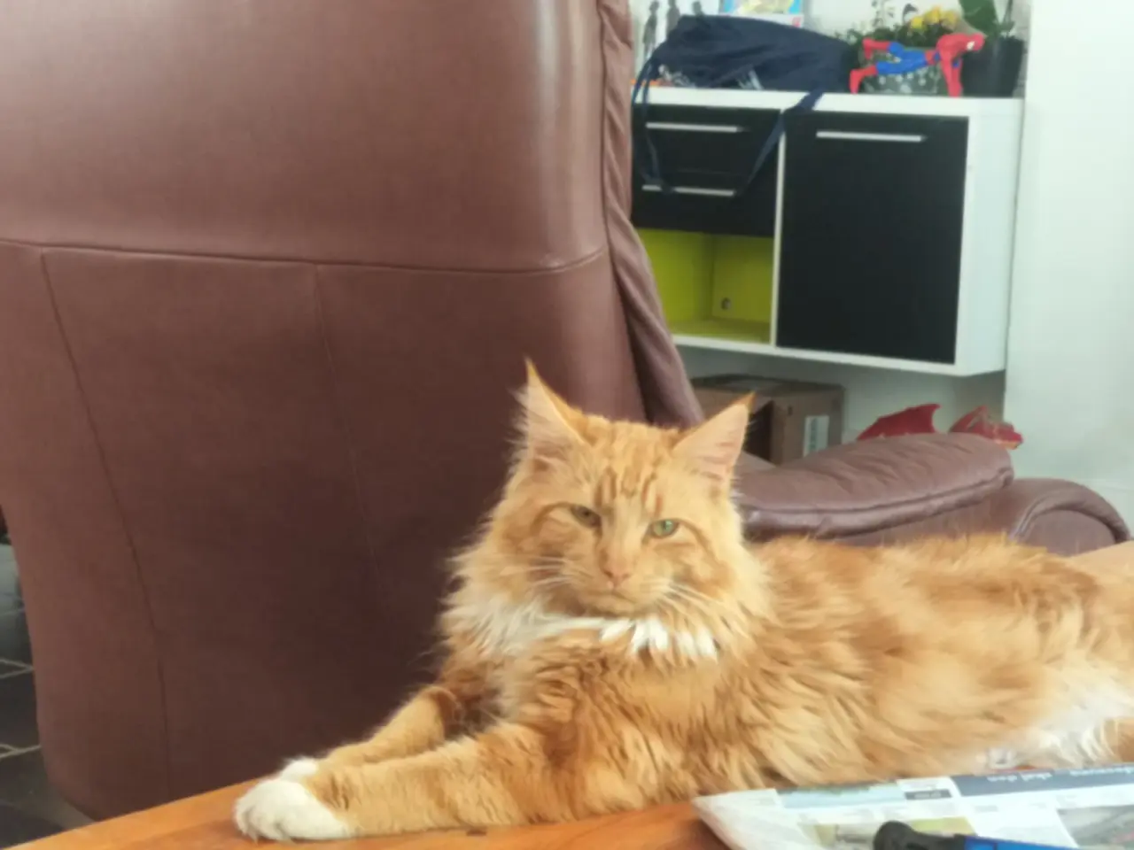 Billede 4 - Main Coon blanding