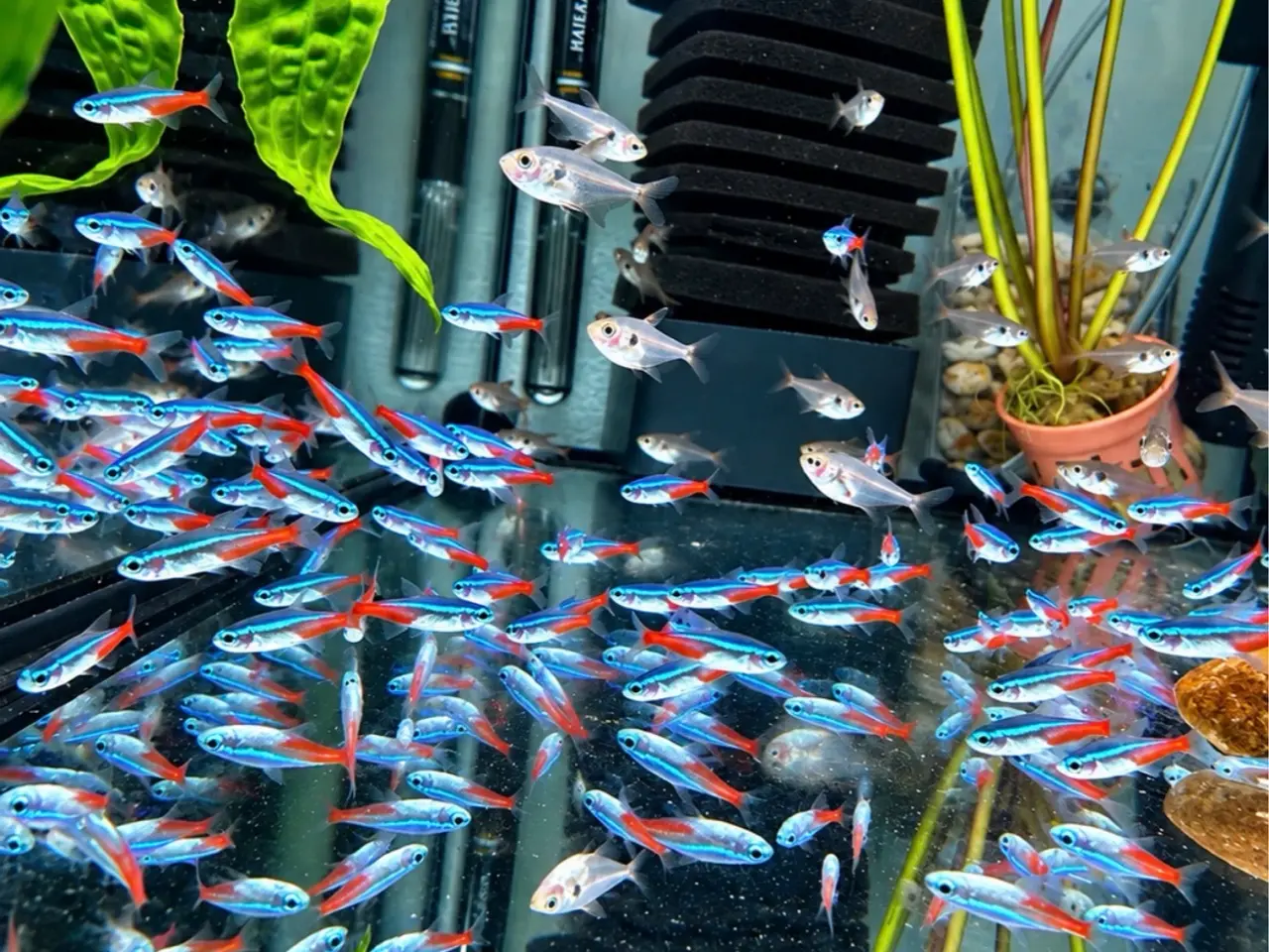 Billede 5 - Neon tetra fisk