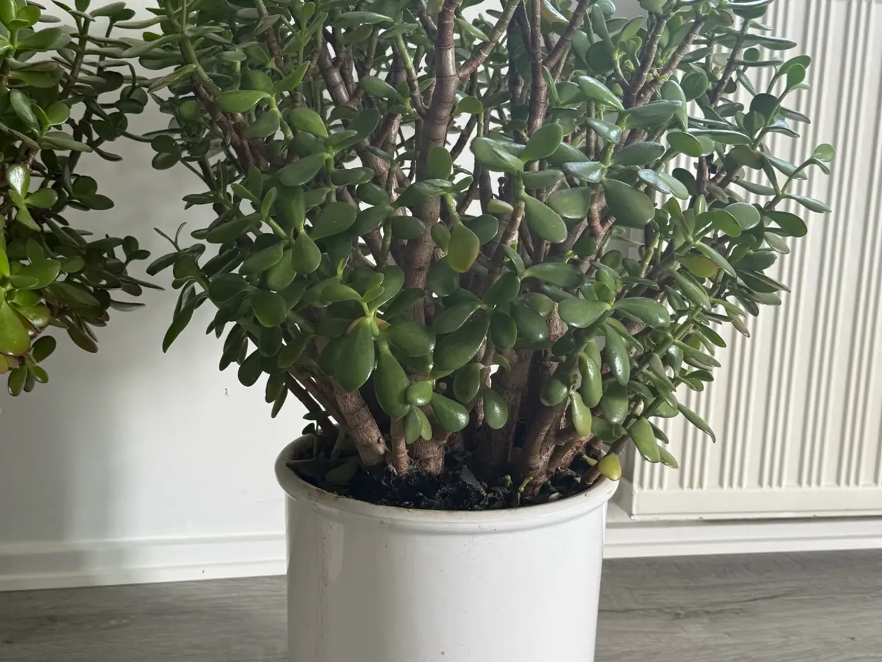 Billede 3 - Store paradis/pengeplanter i hvide krukker.