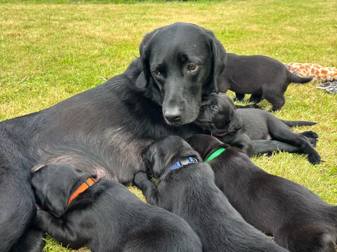 Billede 3 - Dejlige f1 labrador hvalpe