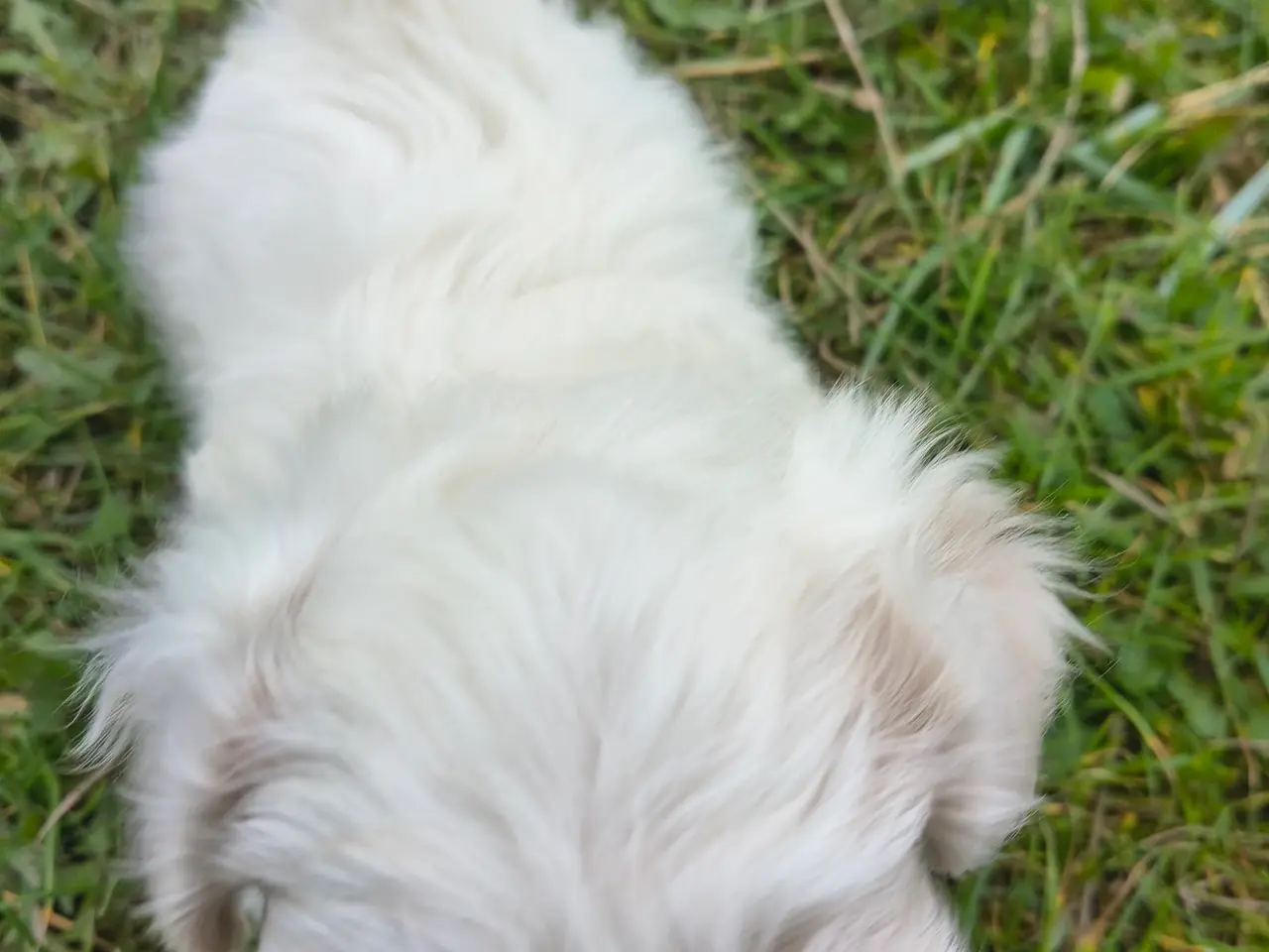 Billede 3 - Blandings hvalp bomulds hund maltipoo