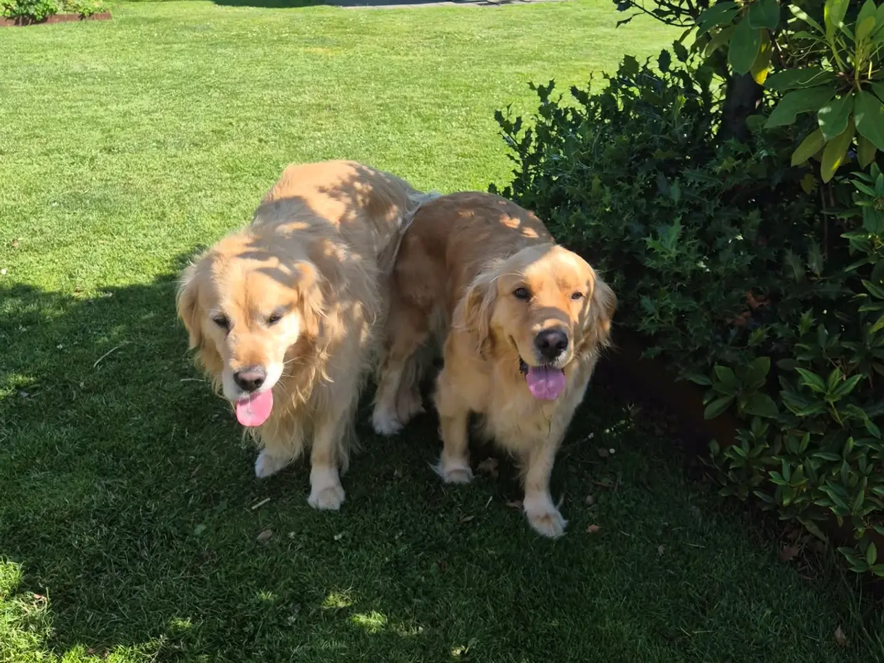 Billede 12 - 10 skønne Golden Retriever-hvalpe søger deres komm