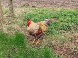 Bielefelder rugeæg og kyllinger i stor race.